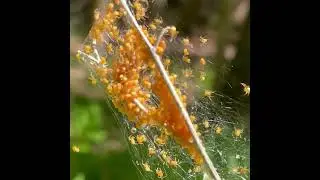 Spider Babies Taking Off
