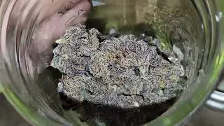 ½ gallon pot grow? with BIG BUDS? 👍 - IT IS 100% POSSIBLE!!!