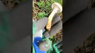 мокруха еловая