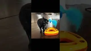 Luna The Little One Getting Acquainted With Her New Toy | Cat Video | Cat Short Video | Cat Shorts