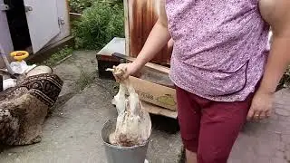 Перощипальная машина в работе