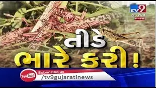 Patan farmers adopting different techniques to save crops from locusts(teed) attack