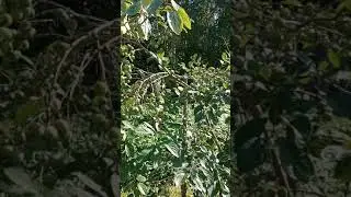 Почему не цветет слива?!