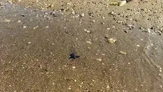 Sea turtle hatchling released to the sea