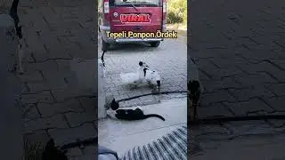 Tepeli ponpon ördek