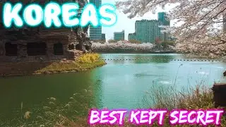 🌸Best Cherry Blossoms in KOREA🌸🌸 My First Weekend Seoul Trip🌸