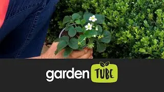 Planting Strawberries In Your Garden