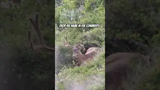 UTAH VELVET MULE DEER