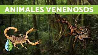 Animales más venenosos del mundo