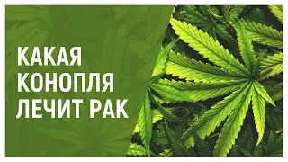 Какая конопля лечит рак?