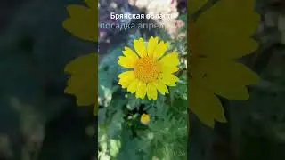 06.07.24г/розы: Полька,Вояж,Эль Торо и др.