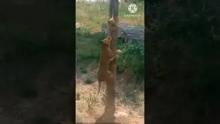 🦁:Who says lions can’t climb trees??