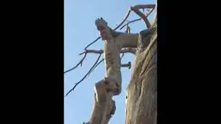 Fotos incríveis da natureza, arvores incriveis