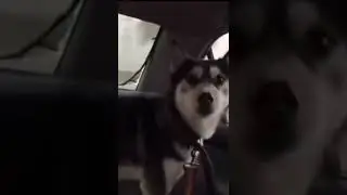 Собака выпрыгнула в окно 