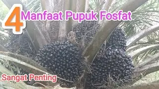 The Impact of Phosphorus!! Phosphate Fertilizer for Oil Palm Plants