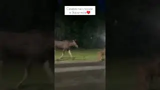 Семейство лосей в Заречном♥️