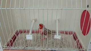 Topacio Rojo Mosaico M 30-22 ( seleccionando para cria )