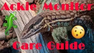 v1.0 | The Best Beginner Monitor? | Comprehensive Ackie Monitor Care Guide