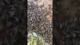Can You Find the Queen Bee?
