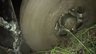 От дпс по лесу
