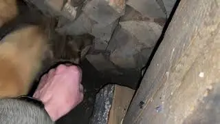 Крысиная Охота ч.1