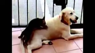 "funny animals"