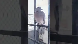 dove #nature #birds