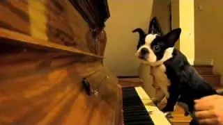 Piano Puppy