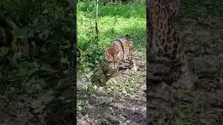 Красотка Афродита в Подмосковном сафари-парке #сафарипарк #zoo #забавныеживотные #ягуар #jaguar
