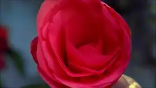 с 8 марта