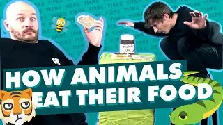 How Animals Eat Their Food | REWIND