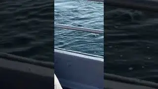 Whale watching || Nova Scotia || Cape Breton || Canada | milky whale