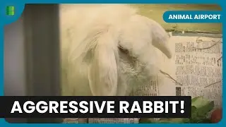 Unexpected Aggressive Rabbit - Animal Airport