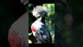 #Факты Веероносный венценосный голубь