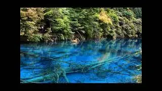 Tree Trunks in Lake - Water Glub Sound - Sounds to Sleep and Relax - Lake Sounds - Water Lapping