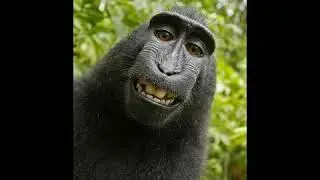 IAN CAREY VS TONES & I - Keep on rising dance monkey (Dj Alex C remix)