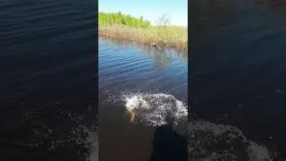 Плавающий воблер 