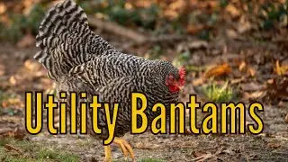 Utility Bantams