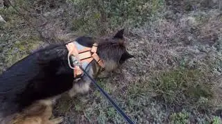 Vargspillning av 2 vargar i norra Värmland