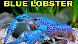 Blue Lobster Hammers Cobalt Freshwater Aquarium CARE FEEDING TANK SETUP
