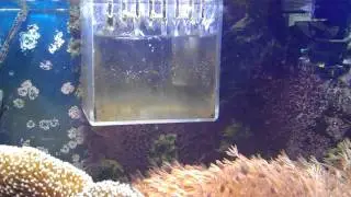 Reef Tank