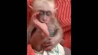 Соска - лишнее изобретение!
