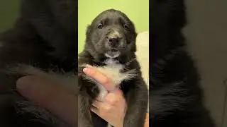 СУПЕР АЛАБАЙ УЖЕ С РОЖДЕНИЯ