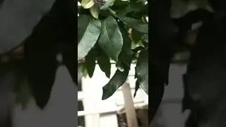 маракуя
