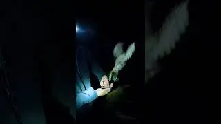 Откольцевали сову и выпустили в туман.