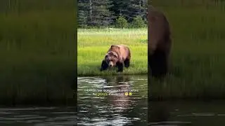 Top 11 surprising wild animal moments. 🐾😲 