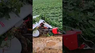 New Modern Harvester Removing Sweet Potato Vines #agriculture #farming