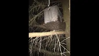 Огромный рой пчёл привился под ловушкой в лесу . Как ловить пчёл . Как снять рой с дерева .