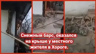 Снежный барс, оказался на крыше у местного жителя в Хороге.