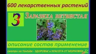 the branched Broomrape 600 medicinal plants